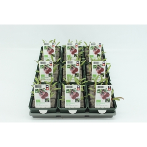 BKH groente 50160 bio Rode Biet (set x9)