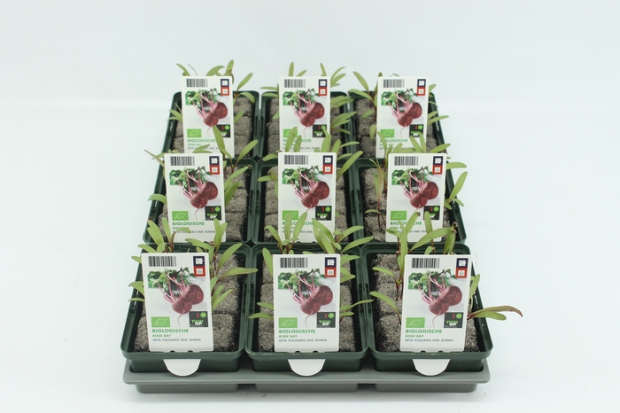 <h4>BKH groente 50160 bio Rode Biet (set x9)</h4>