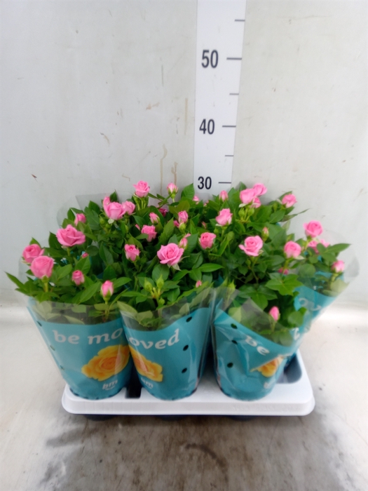 <h4>Rosa  'Sparkling Jewel'</h4>