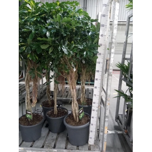 Schefflera arbor. 'Compacta'