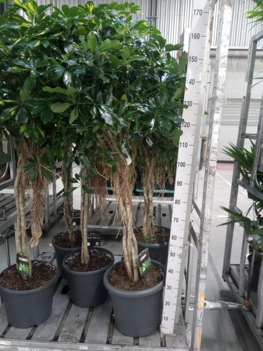 <h4>Schefflera arbor. 'Compacta'</h4>