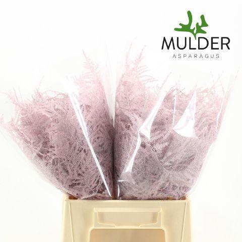 <h4>Asp 1e Klb Light Pink</h4>