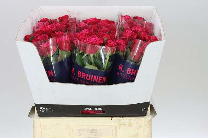 <h4>Rosa Gr Suzanne</h4>