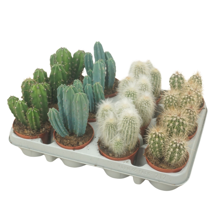 <h4>Cereus</h4>