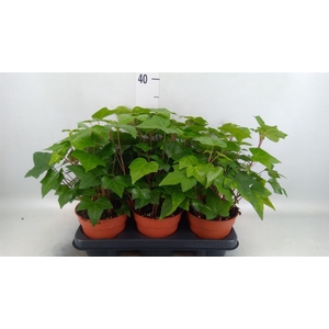 Hedera alger. 'Montgomery'