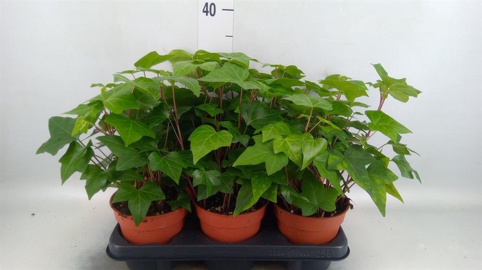 <h4>Hedera alger. 'Montgomery'</h4>