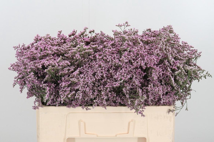 <h4>Lim Saf Oshi Pink</h4>