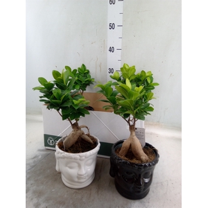 Ficus microcarpa 'Ginseng'