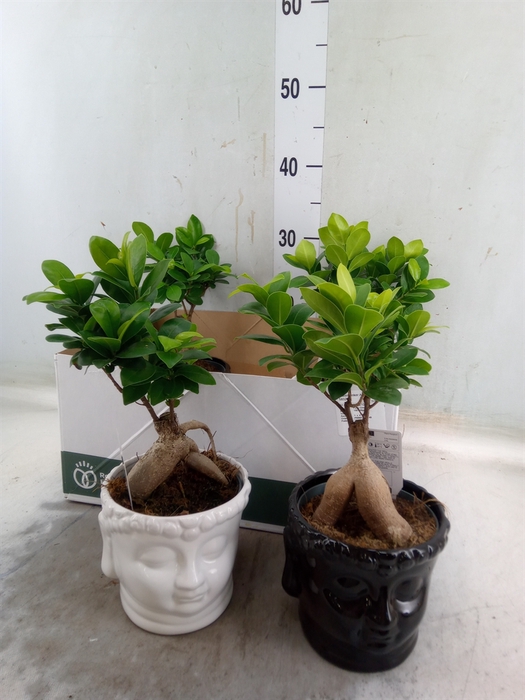 <h4>Ficus microcarpa 'Ginseng'</h4>