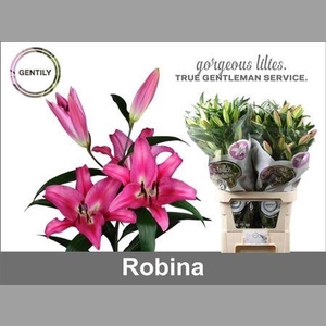 Li Ot Robina 5+