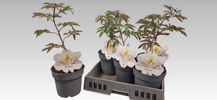 <h4>PAEONIA L GEM</h4>