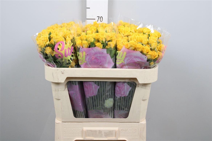 <h4>R Tr Mariah</h4>