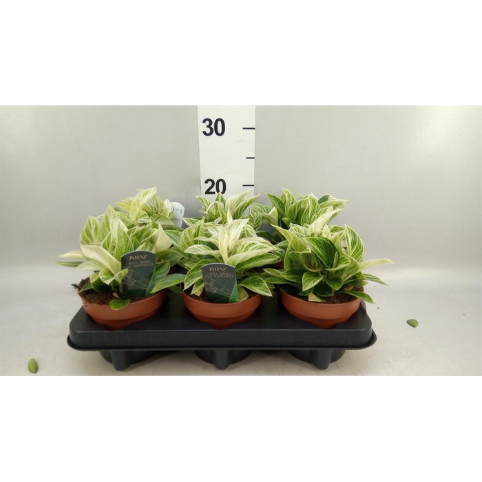 <h4>Philodendron   ...</h4>