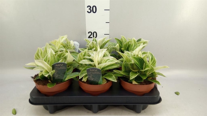 Philodendron   ...