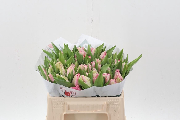 <h4>Tu Pa Zambesi</h4>