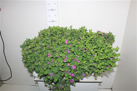 <h4>Polyga Myrtifolia</h4>