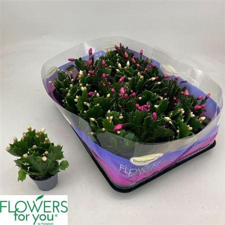 <h4>Schlumb Gem 3 Kl 15+</h4>