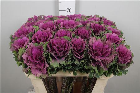 <h4>Brass Altair</h4>