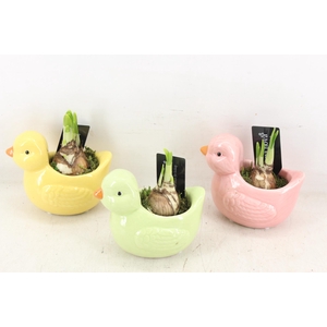 arr4 Narcis RN - Singing sparrows