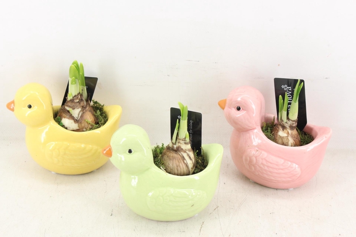 <h4>arr4 Narcis RN - Singing sparrows</h4>