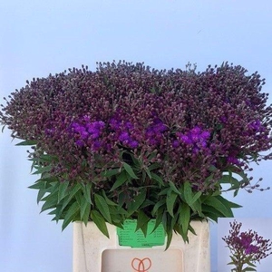 Vernonia Crinita GA De Hond