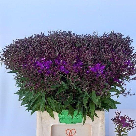 <h4>Vernonia Crinita GA De Hond</h4>
