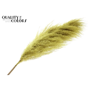 Pampas Grass ± 175cm p/pc in poly Yellow