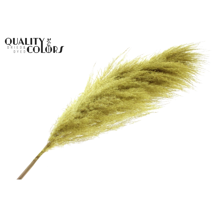 <h4>Pampas Grass ± 175cm p/pc in poly Yellow</h4>