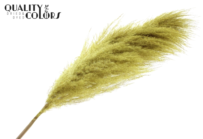 Pampas Grass ± 175cm p/pc in poly Yellow