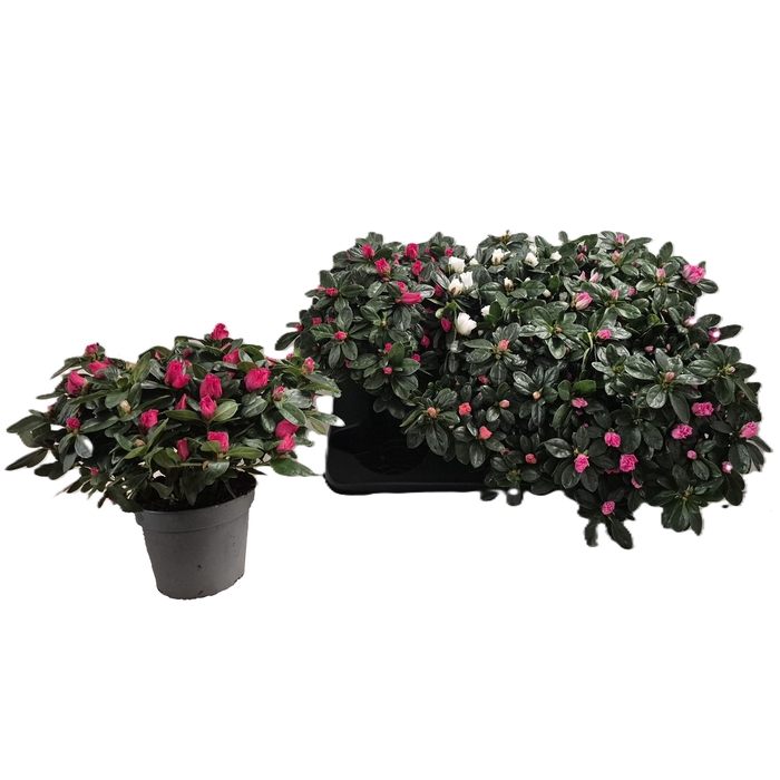 <h4>RHODO SI VOGEL GEM</h4>