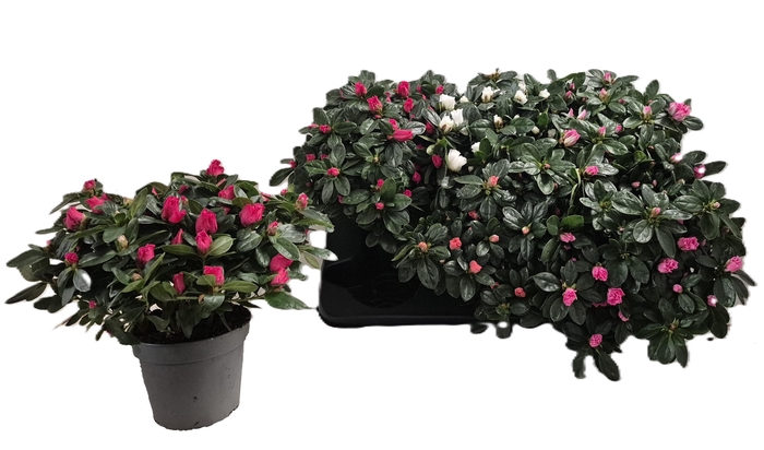 <h4>RHODO SI VOGEL GEM</h4>