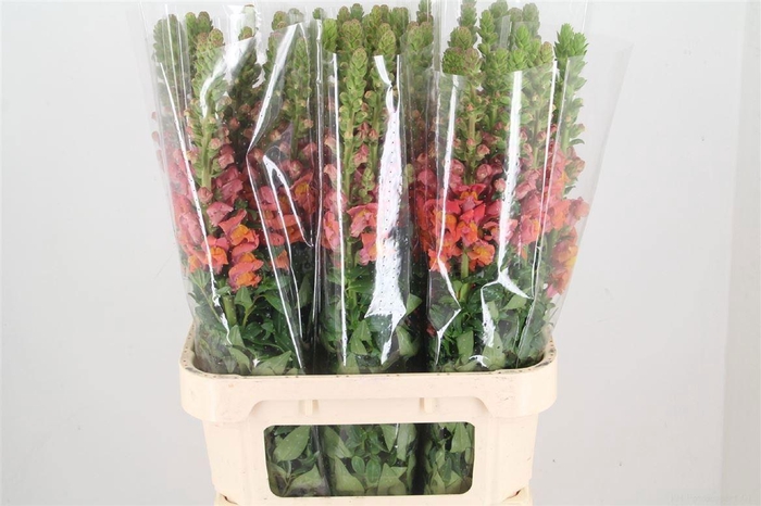 <h4>ANTIR POTO D ORANGE</h4>