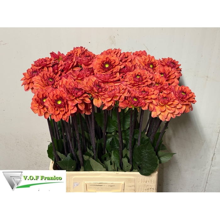 <h4>Dahl Ball Orange Fox</h4>
