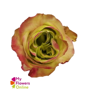 R Gr Journey Bicolor 50cm EC