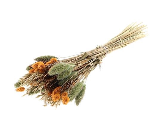 Bunch Dutch Grass Serene