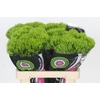 Dianthus Br Kiwi Mellow