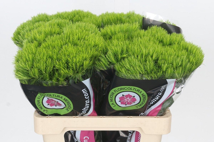 <h4>Dianthus Br Kiwi Mellow</h4>
