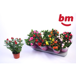 RO B MONDE GEM 7 SRT
