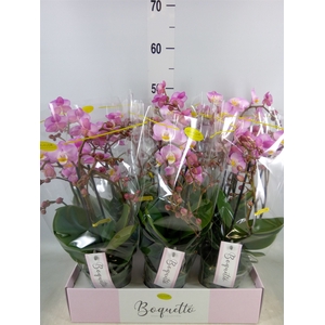 Phalaenopsis multi.   ...rose