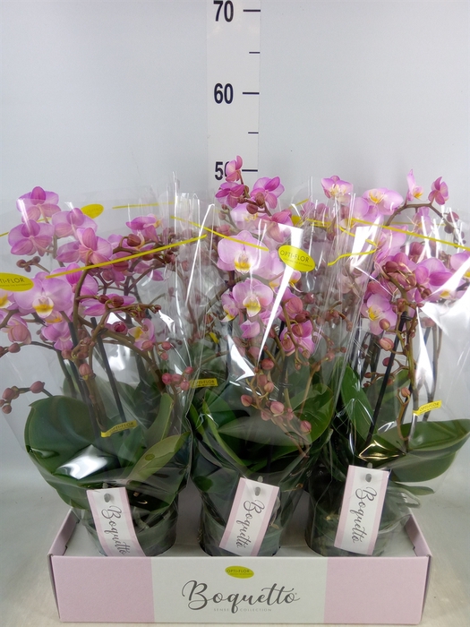<h4>Phalaenopsis multi.   ...rose</h4>