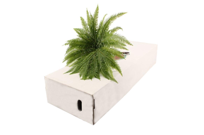 <h4>Umbrella Paraplu Fern</h4>