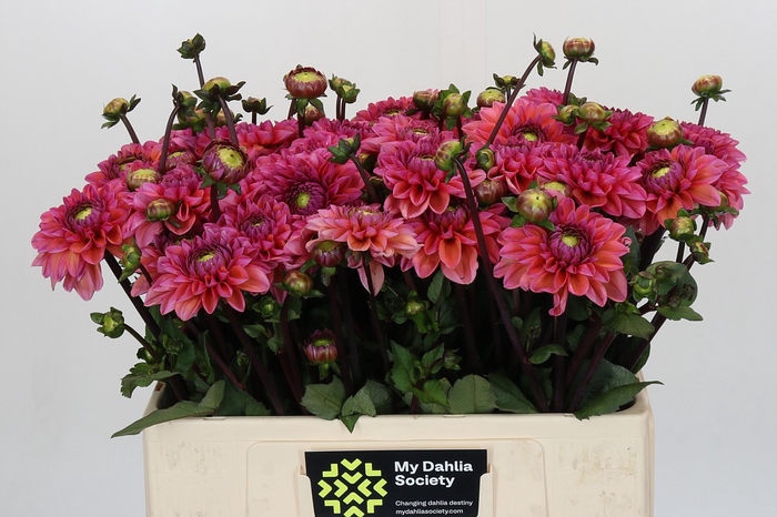 Dahlia Daisy Duke