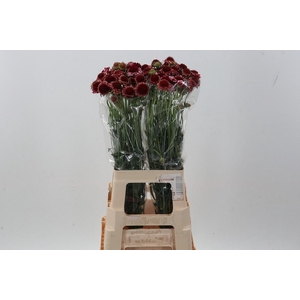 Scab F Marshmallow Improved Scoop