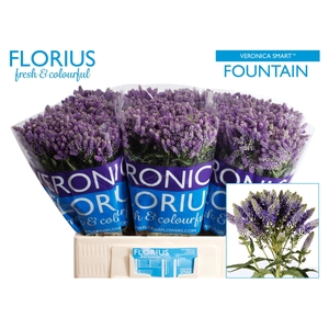 Veronica Smart Fountain Spray Florius