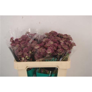Astrantia Roma Dark Pink