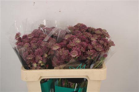 <h4>Astrantia Roma Dark Pink</h4>
