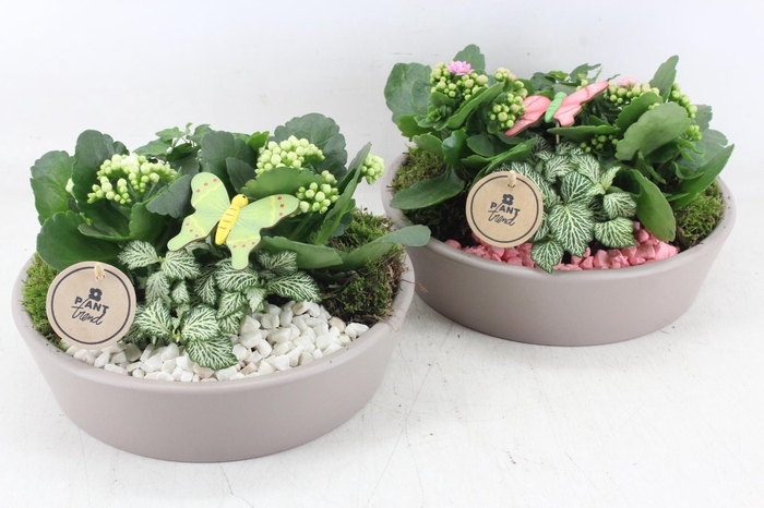 Arr2 Pl - Ker. Schaal 25cm Taupe - Roze/wit