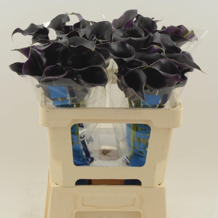 <h4>Calla Beretta</h4>