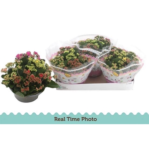 .Kalanchoe blossfeldiana gevuld gemengd in pot