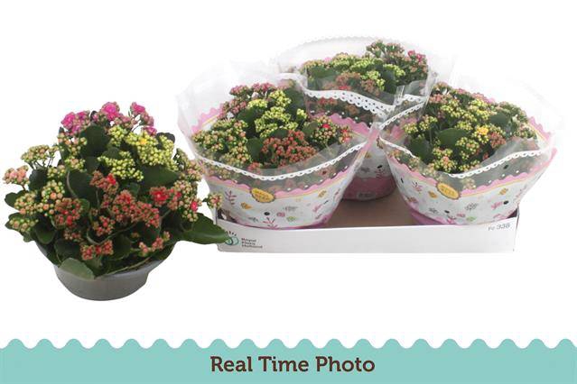 <h4>.Kalanchoe blossfeldiana gevuld gemengd in pot</h4>